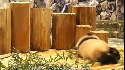 Puppies Falling to Gravity