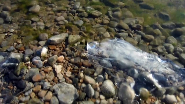 baignade du 1er janvier 2017