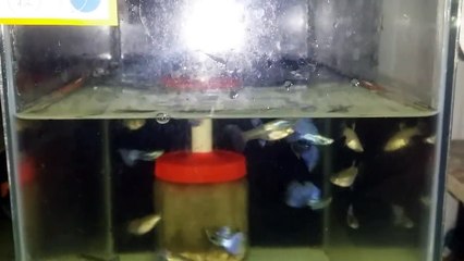 Purple Grass: Nature's Unique Wonder