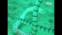Sea snakes and electric eels fight