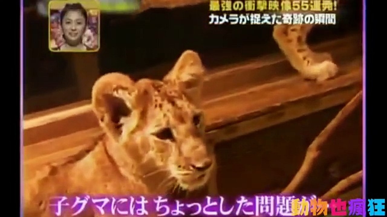太爆笑了～小熊遇到小獅子嚇到回飛魄散～