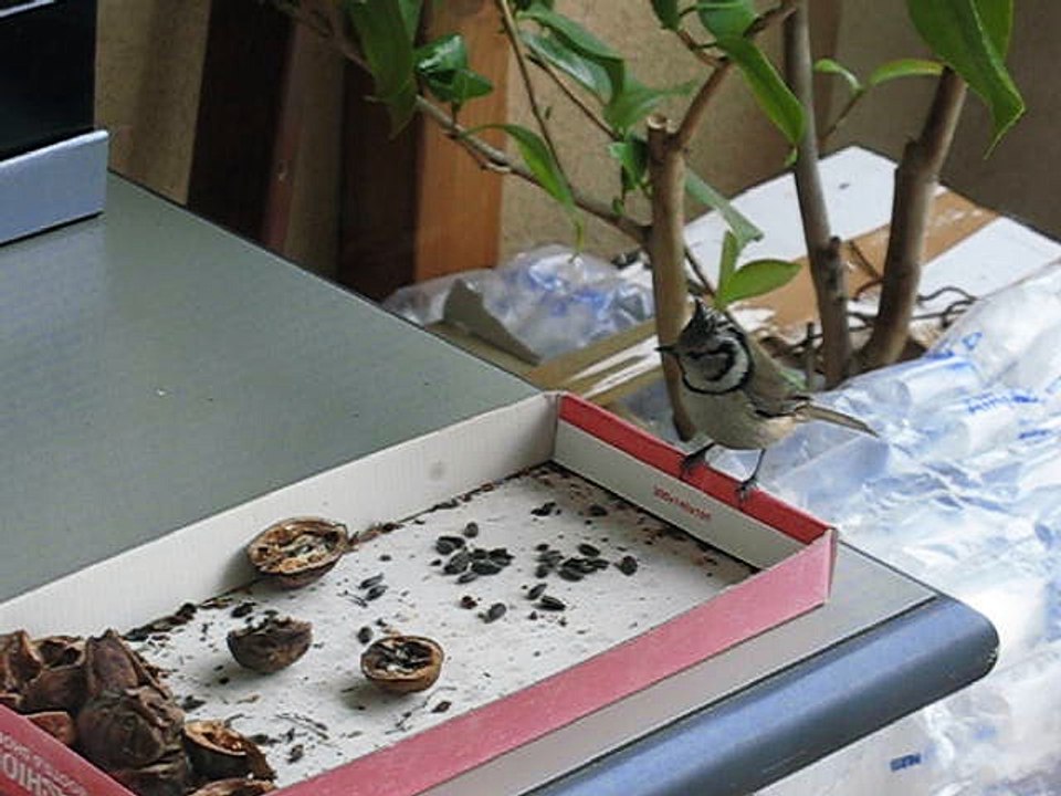 mésange huppée janvier 2017