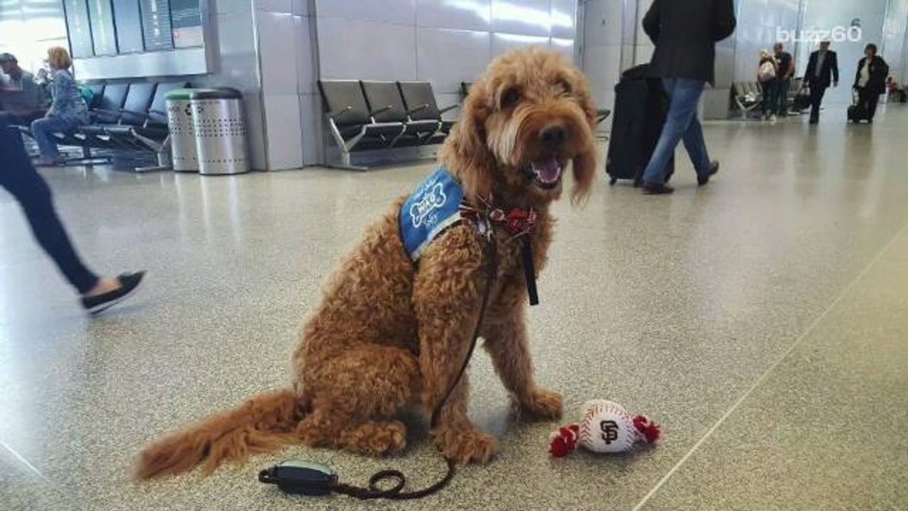 Critics Say This is Why There are so Many Pets...