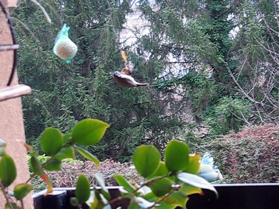 mésange huppée janv.2017