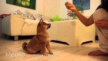 Shiba puppy learning new tricks