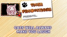 Funny CATS will always make you laugh - Funny cat compilation