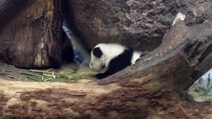 Pandas gêmeos
