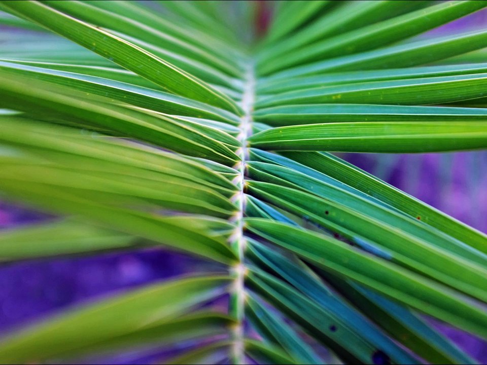 Bruno THIEVET :  Août 2016: La Rochelle-Fort Boyard-Iles d'Aix & d'Oléron-Bordeaux-St Brès-Montpellier-Ca