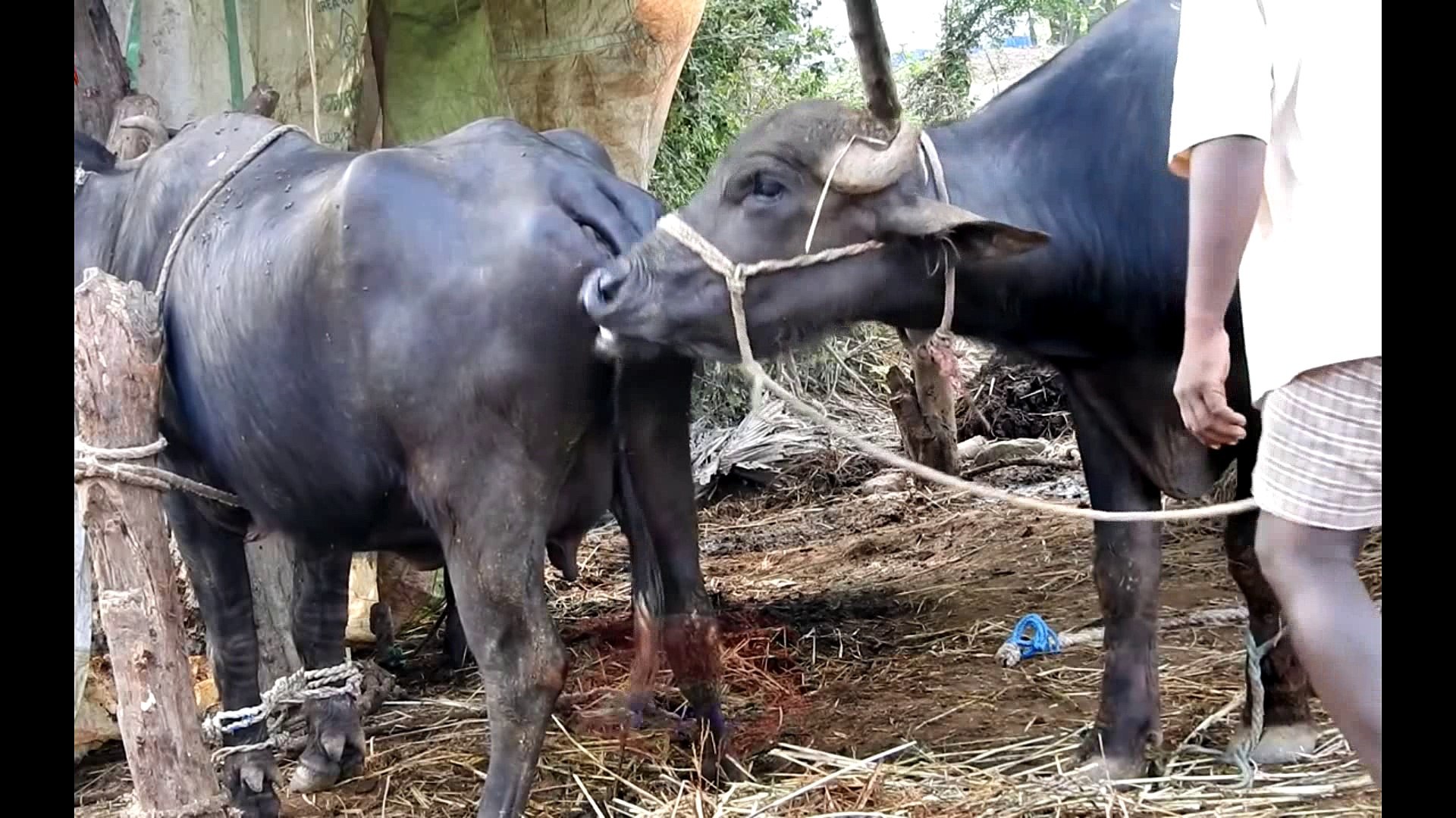 plakat Korn overtro Buffalo Murrah - Buffalo Mating - video Dailymotion