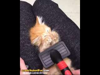 Taranmaya Hiç İtirazı Olmayan Yavru Kedicik