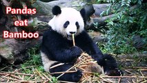 Panda- Animals for Children Kids Videos Kindergarten Preschool Learning Toddlers Sounds Songs Zoo