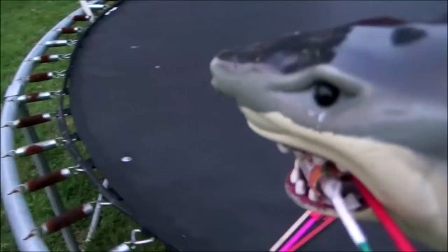 Sharks vs Bottle Rockets 'Toy Shark Lighting Fireworks'-3N1wzV75vhI