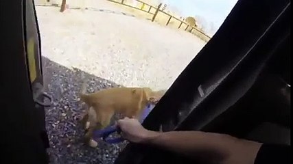 Puppy meets its mom for the first time