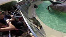 Sea Lion & Seal Exhibit - SeaWorld San Diego