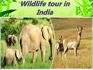 Taj Mahal, Luxury Trains and Wildlife tour in India