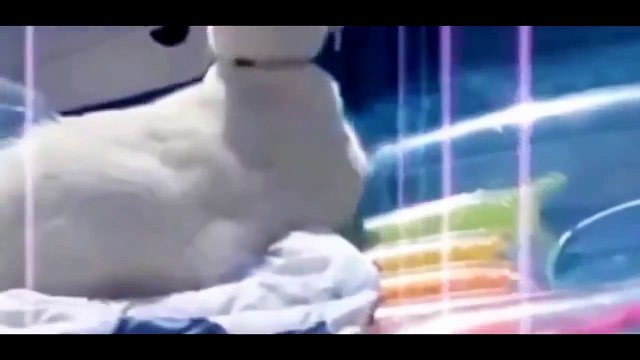 Видео приколы про кошек! Смейтесь до слез! Смотреть до конца!