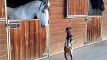 Ce bébé chèvre essaye de cogner un cheval.. Trop Mignon