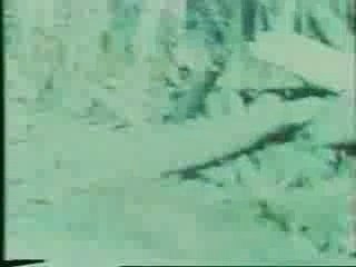 Patterson Bigfoot Footage