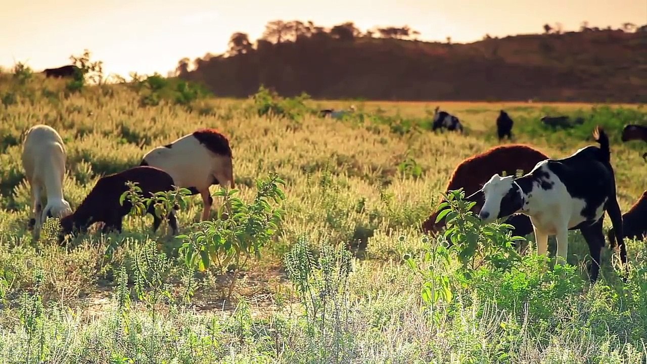 Animals For Kids - Kids Learn Animals - Funny Animals For Kids Learning English