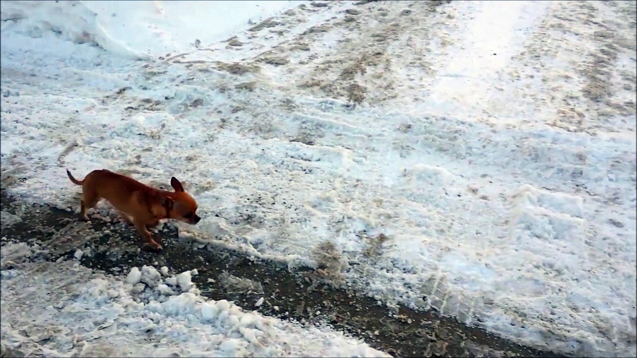 Lui il a besoin de bottes pour l'hiver... Froid aux pattes