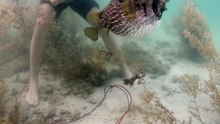 Porcupine fish rescue