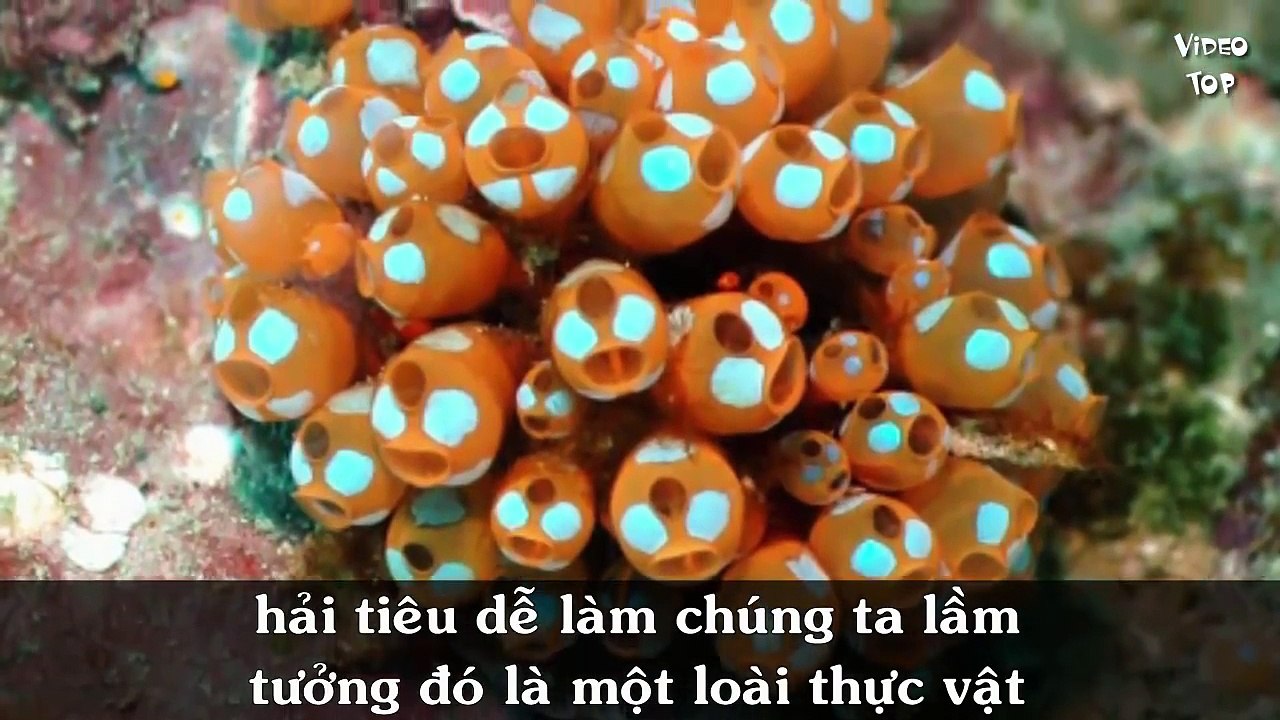 Top 3 Loài Động Vật Khó Hiểu Tự Ăn Thịt Chính Bản Thân Mình