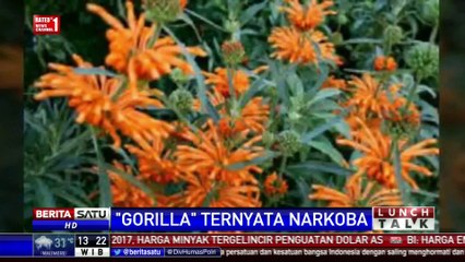 Lunch Talk: “Gorilla” Ternyata Narkoba #2