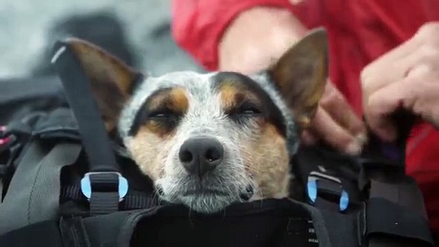 Dean Potter - World's First Wingsuit BASE Jumping Dog
