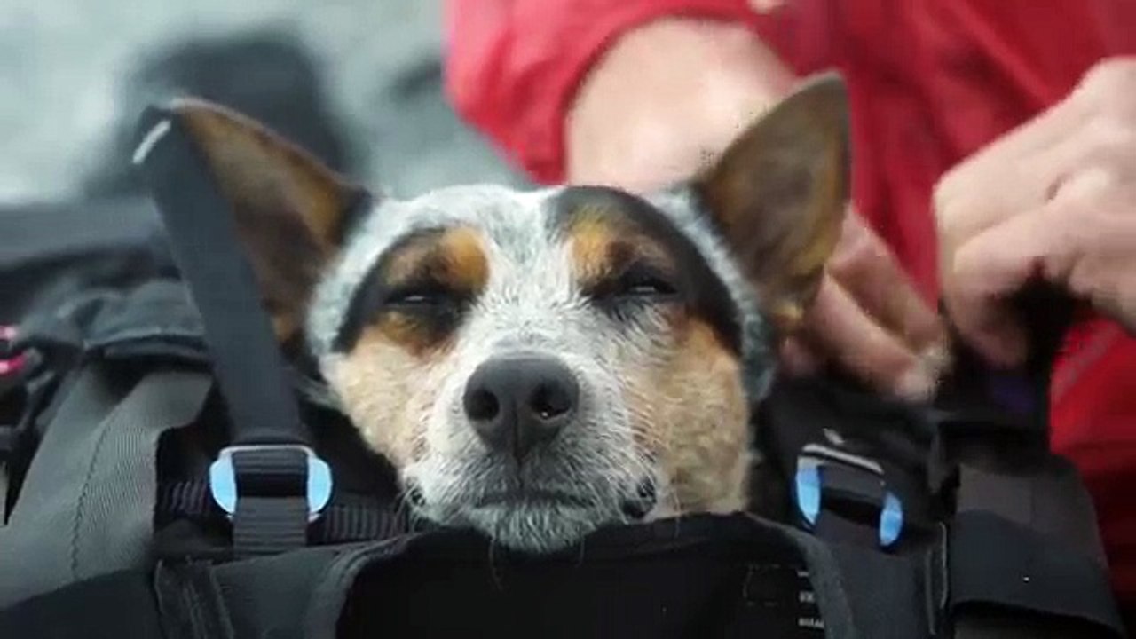 Dean Potter - World's First Wingsuit BASE Jumping Dog