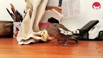 I love cockatiels. They are so smart.
