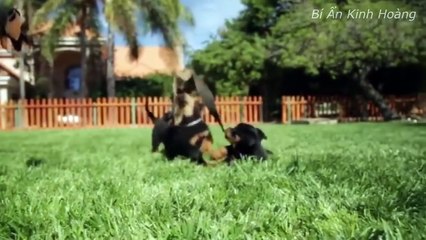 Top 10 giống chó khôn nhất thế giới khiến bạn kinh ngạc