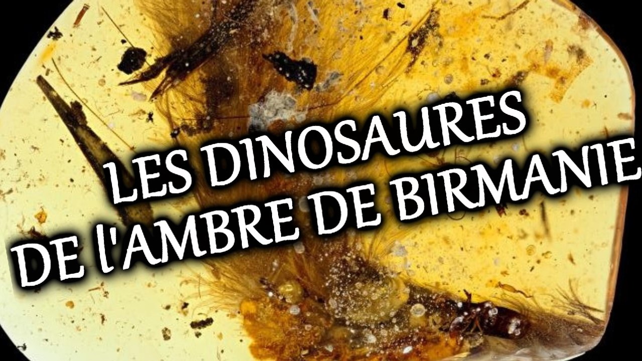 PALÉOWORLD 14 - LES DINOSAURES DE l'AMBRE DE BIRMANIE