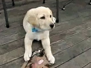 Cutest Yellow Lab Ever!