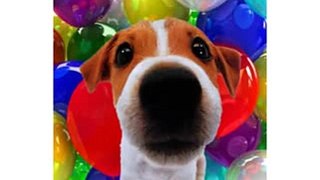 Happy Valentine's Day - Funny Video - Jack the puppy