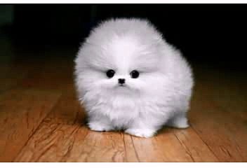 Happy Birthday! - Funny Birthday Songs (PuffBall)