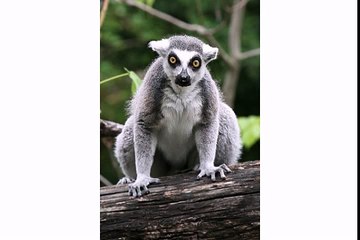 Happy Birthday to You - Lenny the Lemur