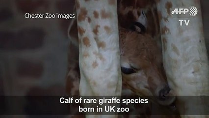 Calf of rare giraffe species born in UK zoo