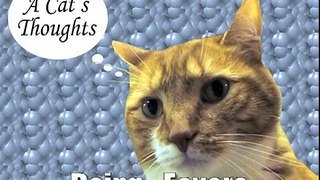 A Cat's Thoughts on Doing Favors-jQ2RO21xZjs