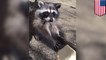 Feeding hungry raccoons: teen wins hearts online for friendship with family of raccoons