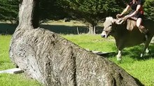 Cette adolescente chevauche une vache laitière, car ses parents ne voulaient pas lui acheter un cheval. 1
