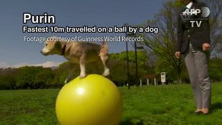 Japan pooch sets yoga ball speed record
