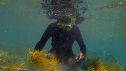 هذا الصباح- زراعة الأعشاب البحرية