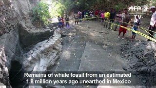 Whale remains from 1.8 million years ago found in Mexico