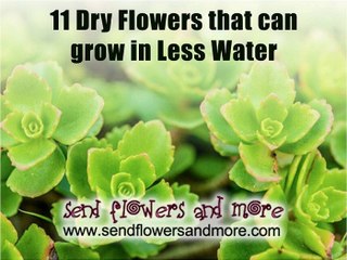 11 Dry Flowers that can grow in less water