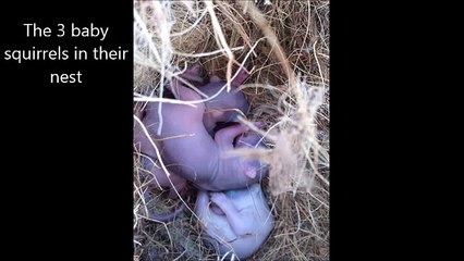 Alors que ses petits risquent de mourir, cette maman écureuil fait quelque chose de très touchant