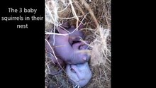 Alors que ses petits risquent de mourir, cette maman écureuil fait quelque chose de très touchant