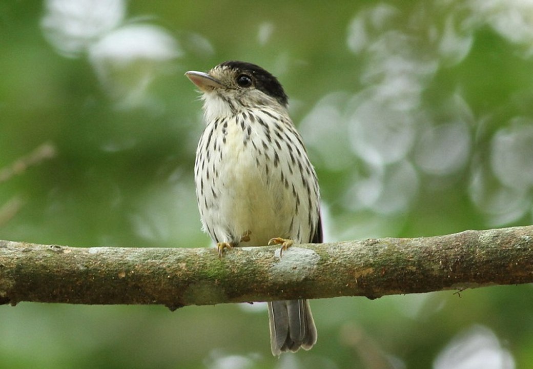 Eurilaimos (Smithornis capensis)