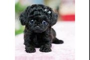 Adorable little black puppy wishes you Happy Birthday[1]