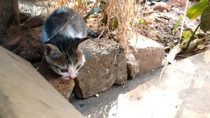 baby cat play mom cat