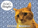 A Cat's Thoughts on Getting Neutered-NwVQpZHv7ko
